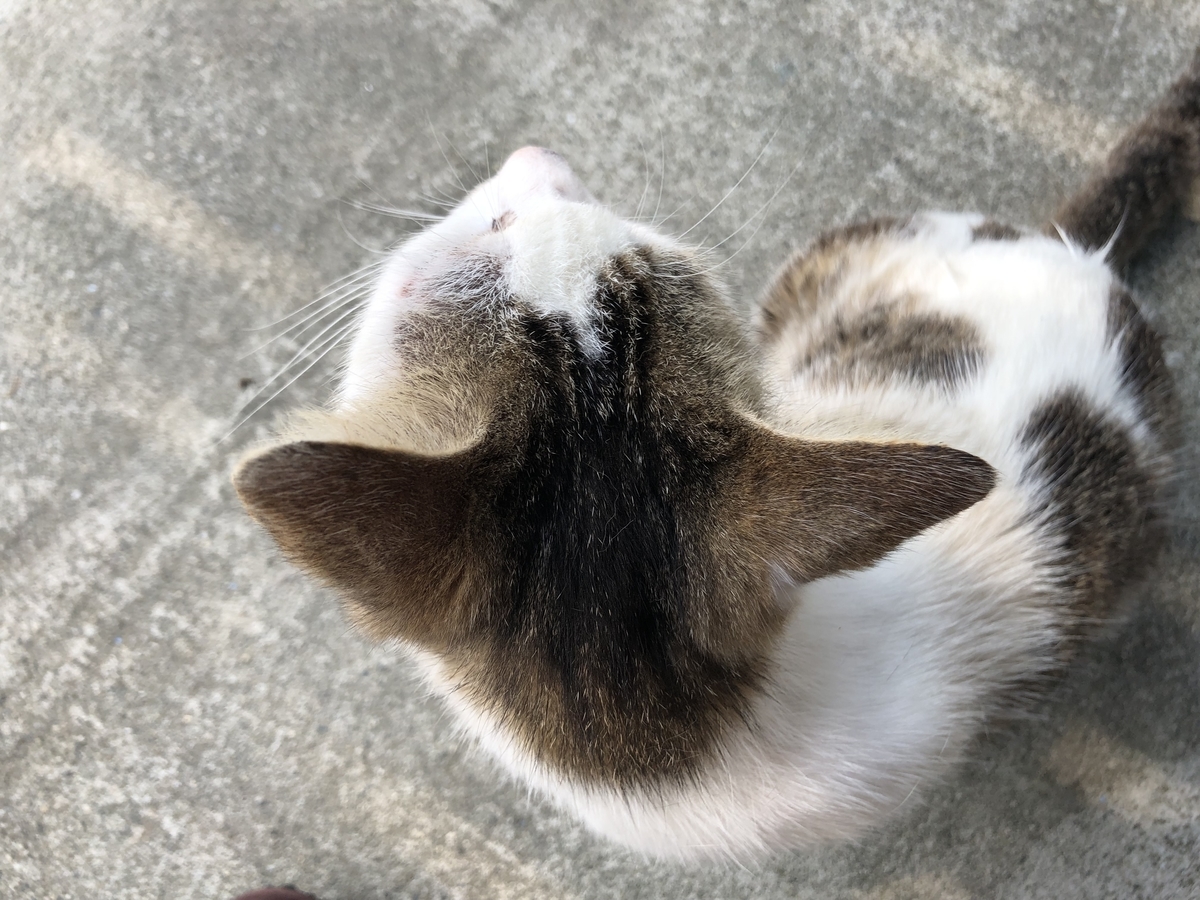 f:id:yumikopatakun:20190429101732j:plain f:id:yumikopatakun:20190429101732j:plain