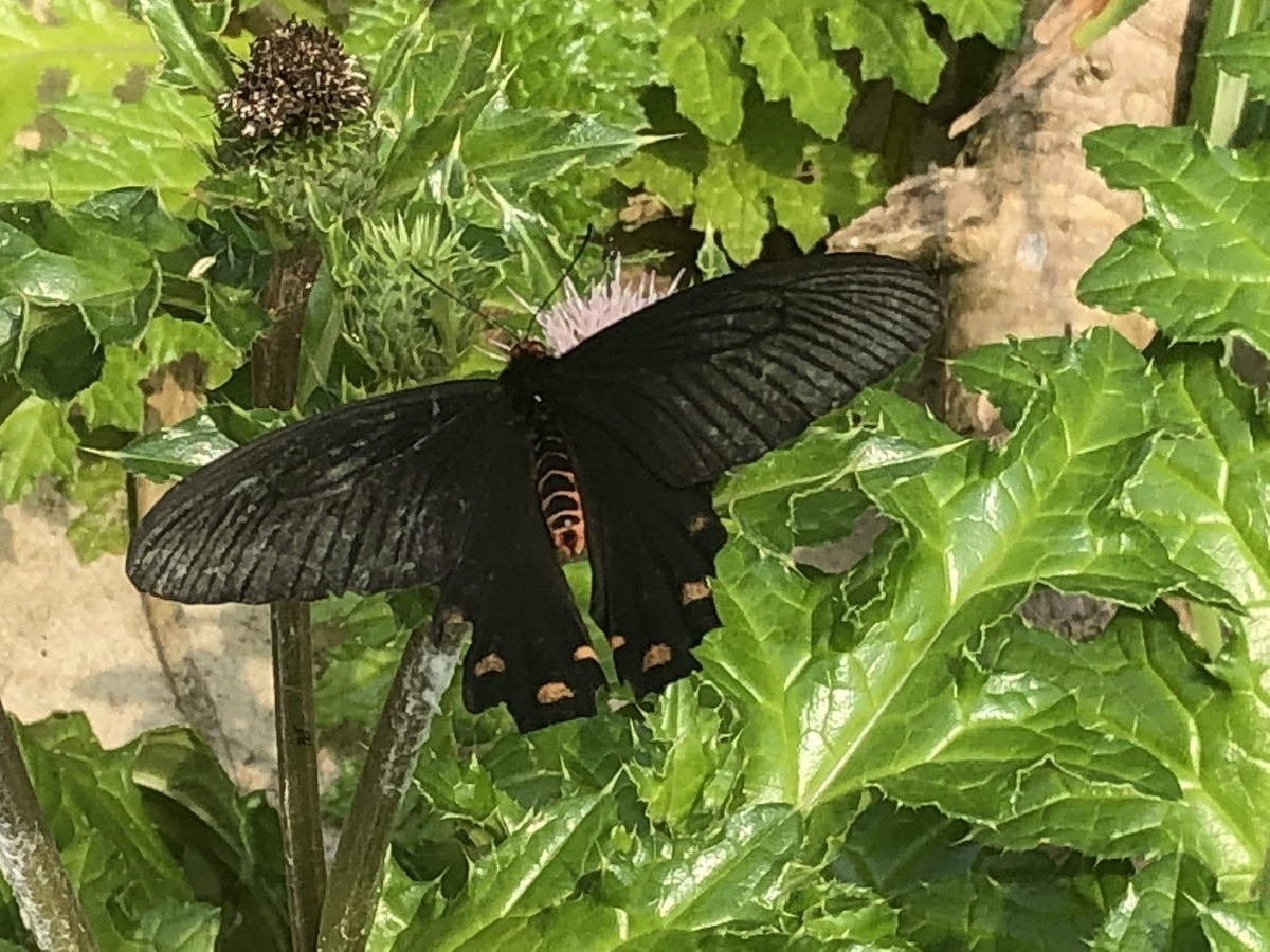 f:id:yumikopatakun:20190429110249j:plain f:id:yumikopatakun:20190429110249j:plain