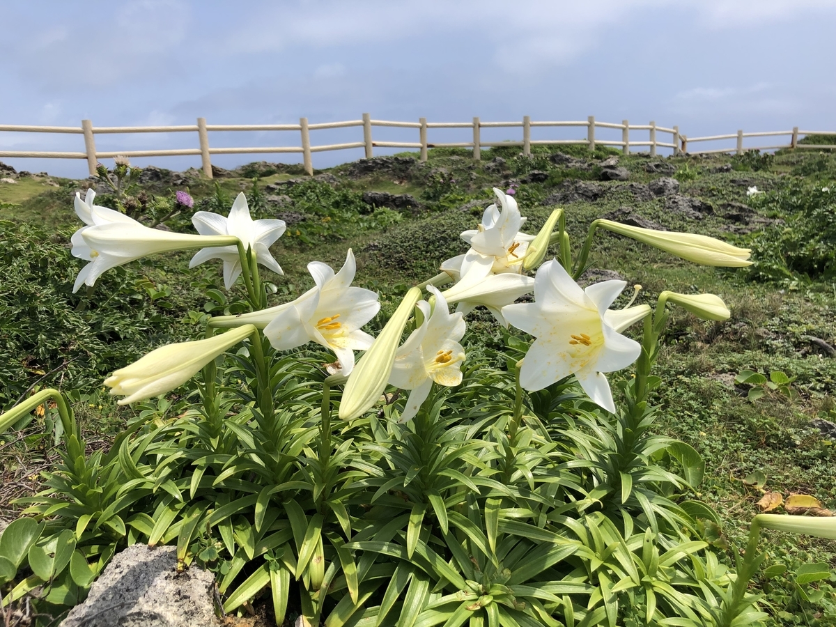 f:id:yumikopatakun:20190429111258j:plain f:id:yumikopatakun:20190429111258j:plain