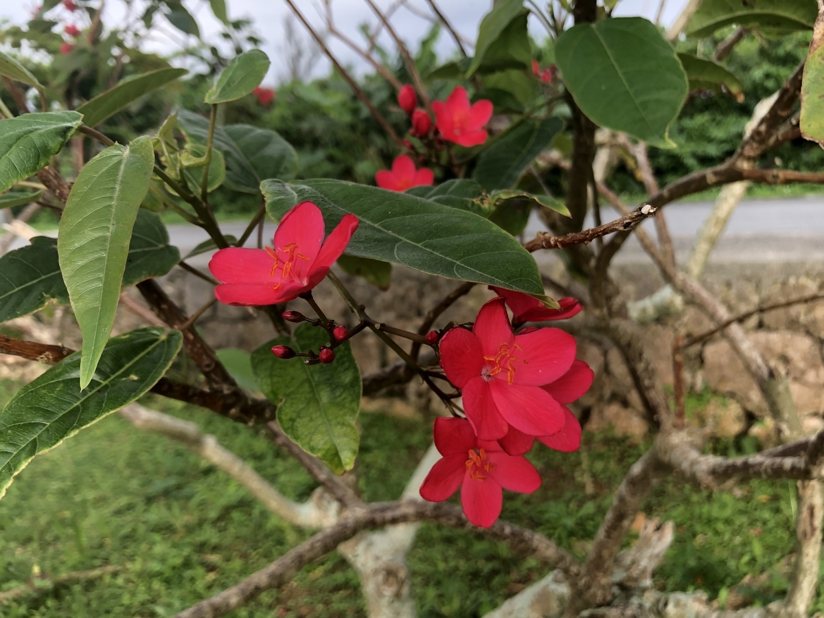 f:id:yumikopatakun:20190429111554j:plain f:id:yumikopatakun:20190429111554j:plain