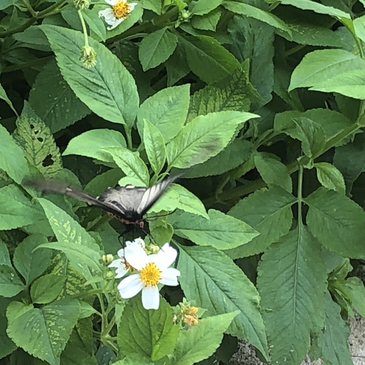 f:id:yumikopatakun:20190429111635j:plain f:id:yumikopatakun:20190429111635j:plain
