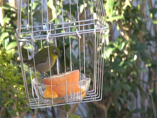 メジロの籠 餌入れ 虫