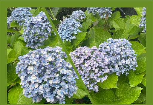 f:id:yumimiko:20250626003227j:image f:id:yumimiko:20250626003227j:image