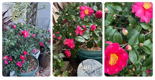 f:id:yumimiko:20251226161046j:image f:id:yumimiko:20251226161046j:image