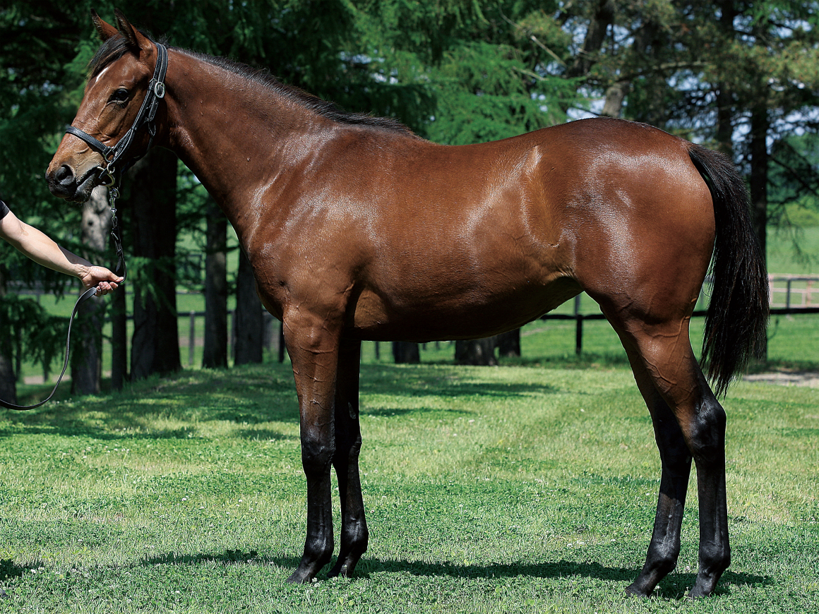 キングカメハメハが種牡馬引退するなら ヴェイパーの18 広尾募集馬 をポチるしかないでしょう ねむねむくんの一口馬主ブログ