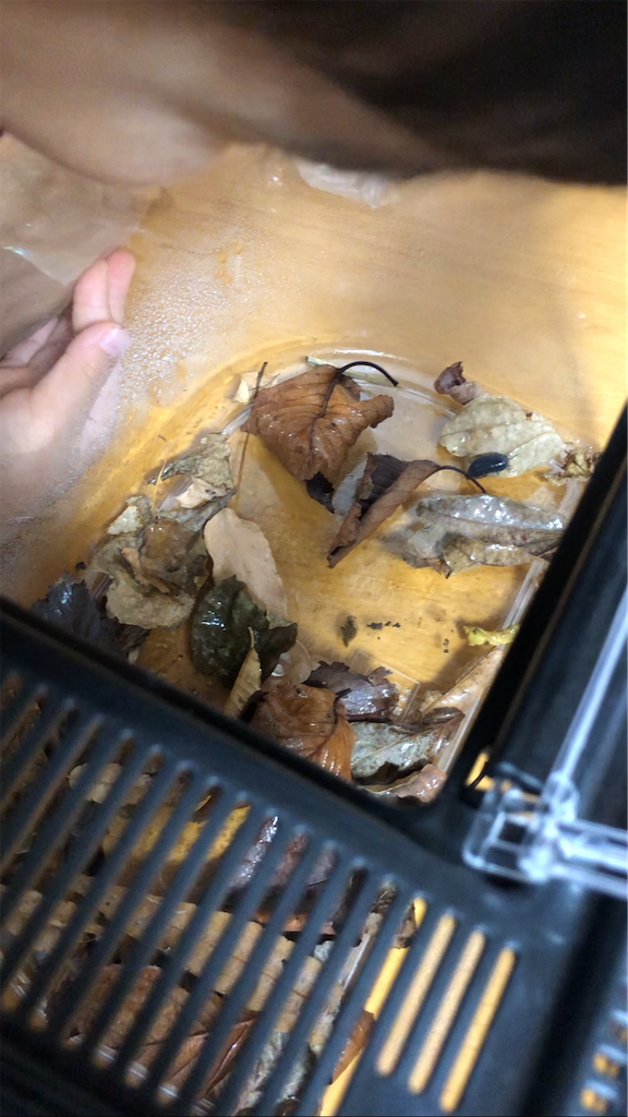 f:id:yumingar:20251116112323p:image f:id:yumingar:20251116112323p:image