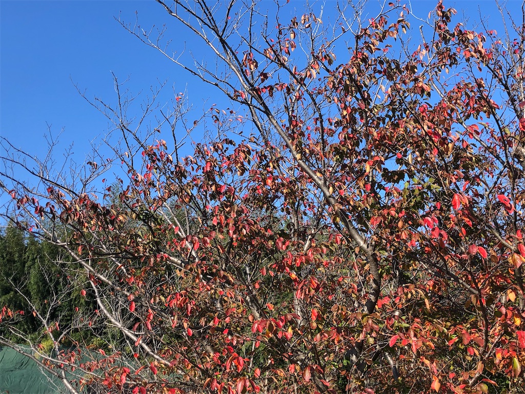 f:id:yumingar:20251117093806j:image f:id:yumingar:20251117093806j:image