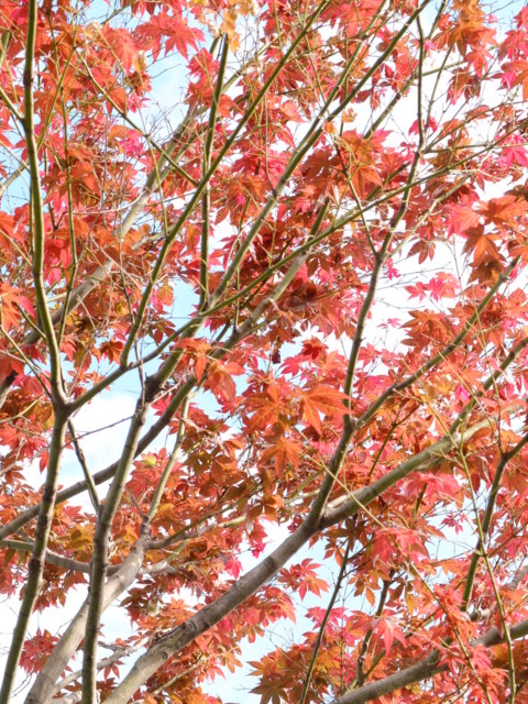 f:id:yummy21:20111122130050j:image:w360 f:id:yummy21:20111122130050j:image:w360