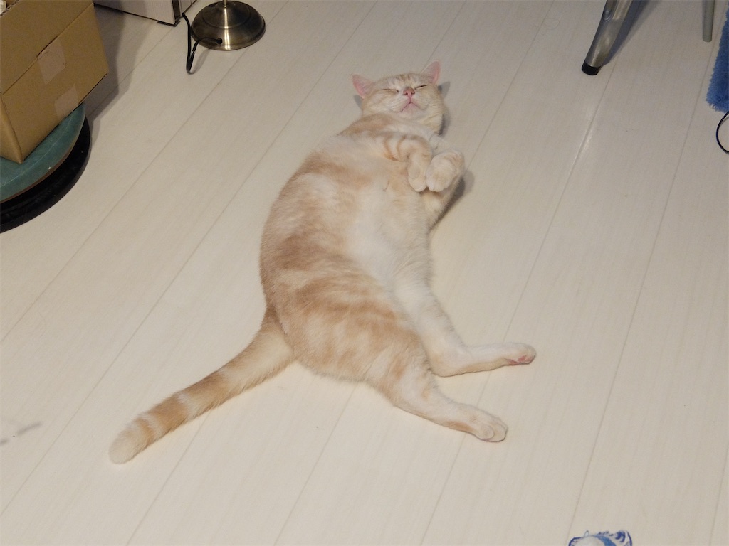 f:id:yummy_13:20260814210916j:image f:id:yummy_13:20260814210916j:image