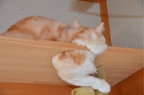 f:id:yun51:20110210083237j:image f:id:yun51:20110210083237j:image