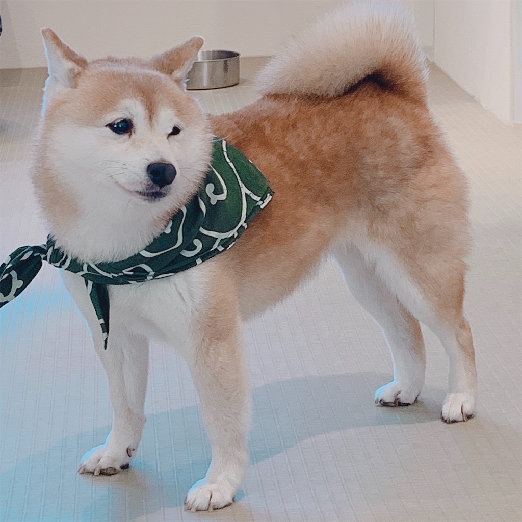 f:id:yunachi_7:20190418011516j:plain