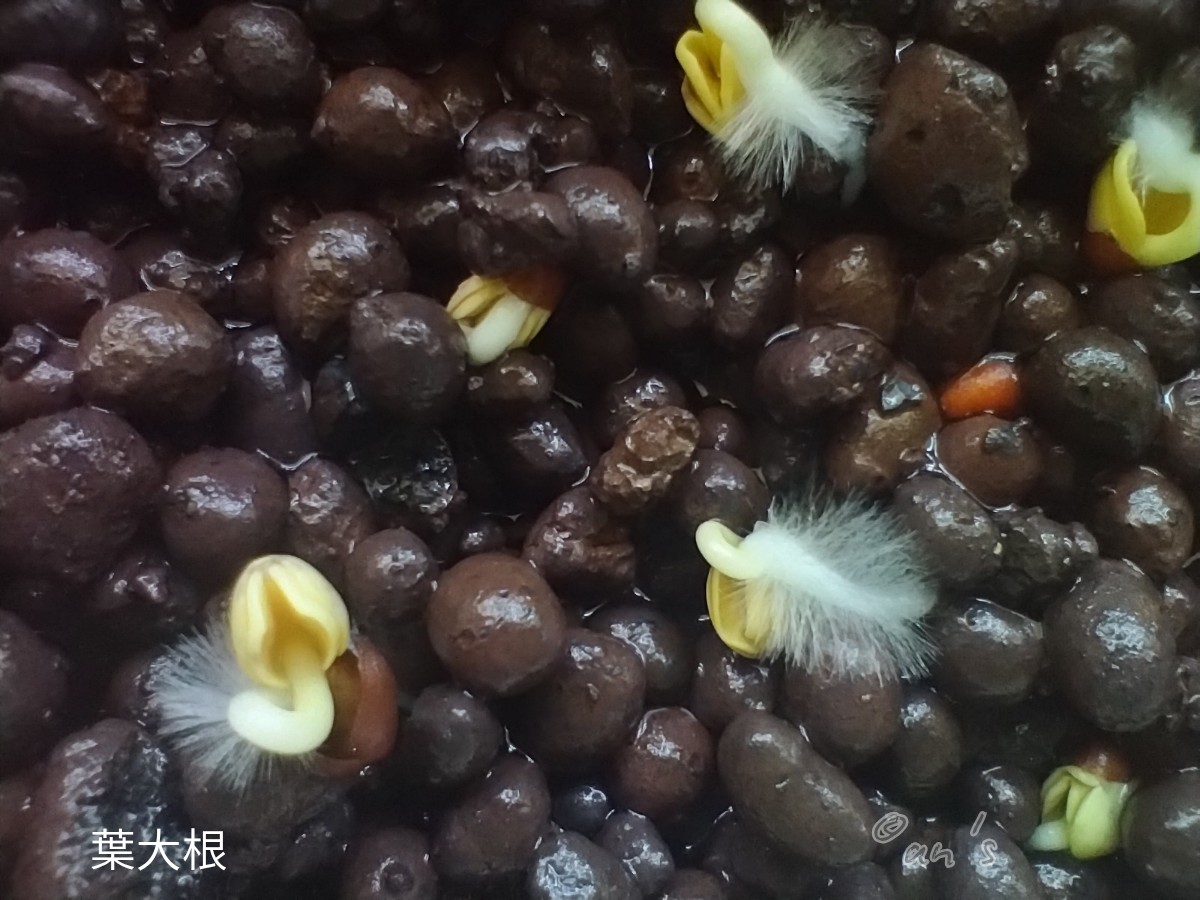 葉大根種まき４日後：発芽の様子とかわいい根毛