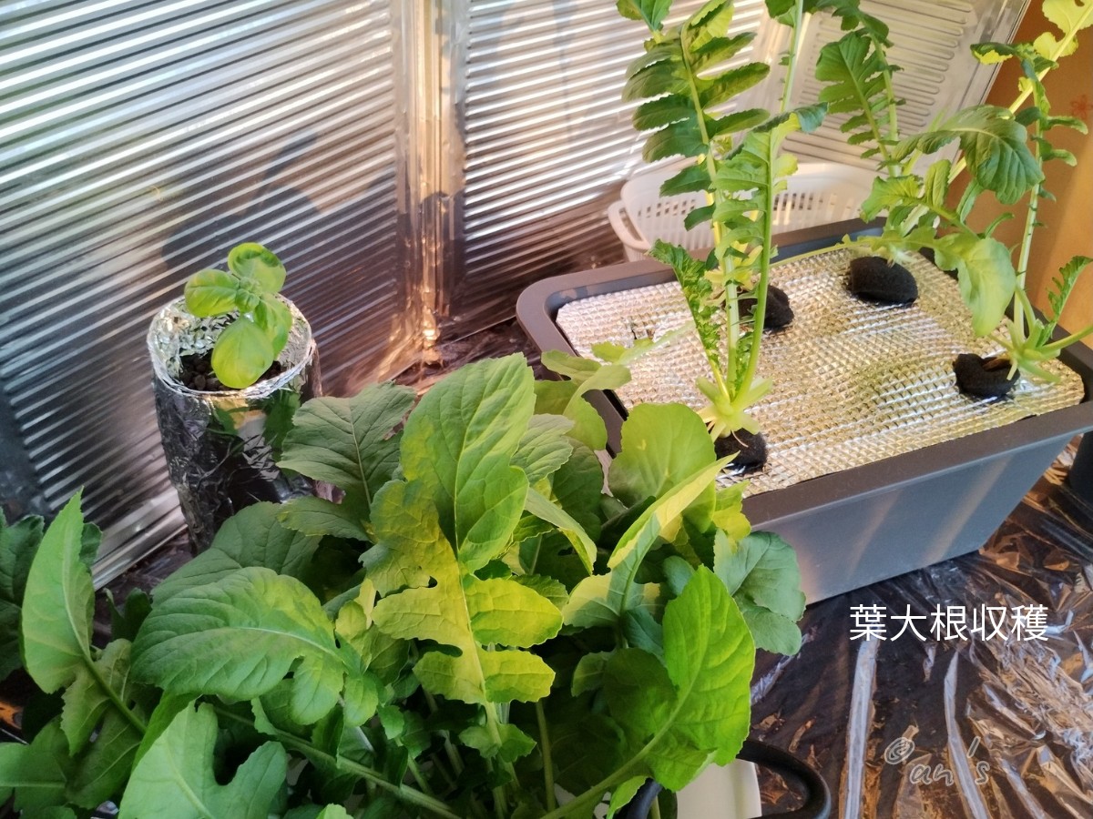 中心を残して収穫した葉大根