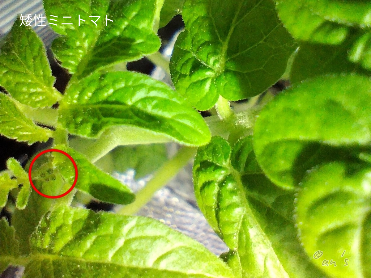 矮性ミニトマトに現れた花芽らしきもの