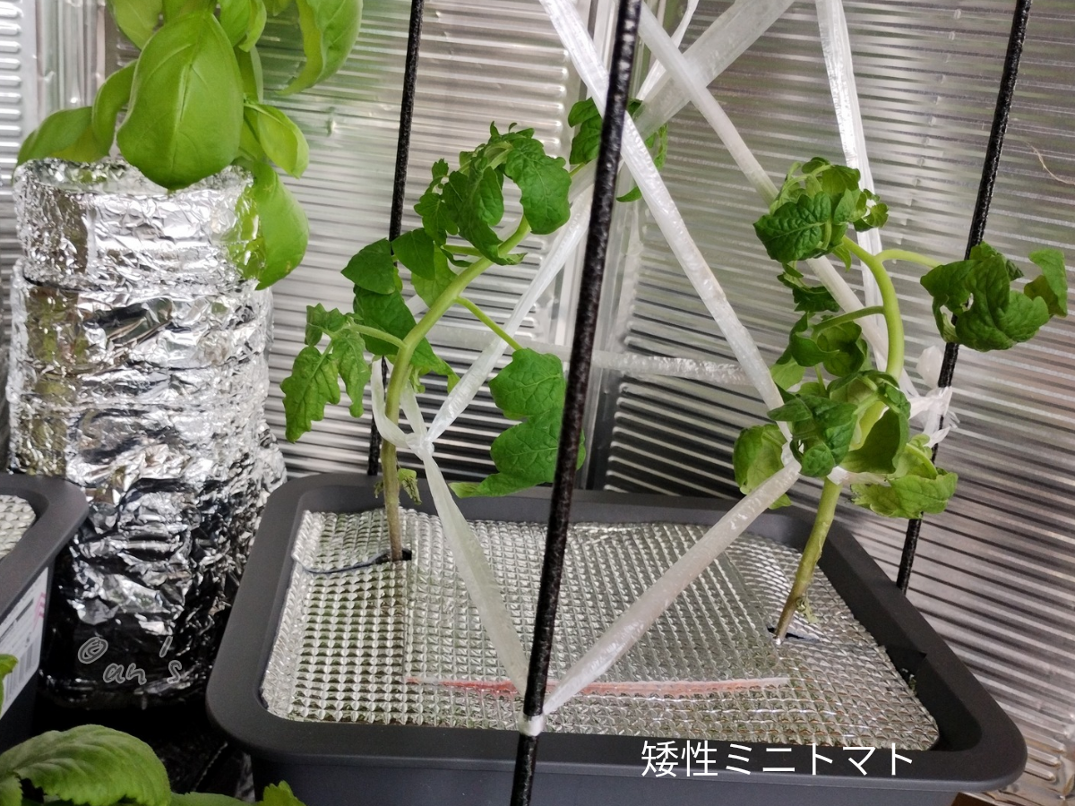 100均資材で育てている矮性ミニトマトの水耕栽培