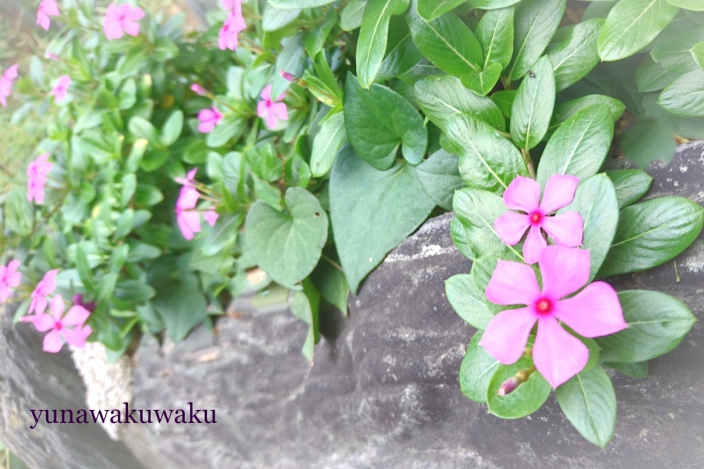 f:id:yunawakuwaku:20170909225608j:plain f:id:yunawakuwaku:20170909225608j:plain