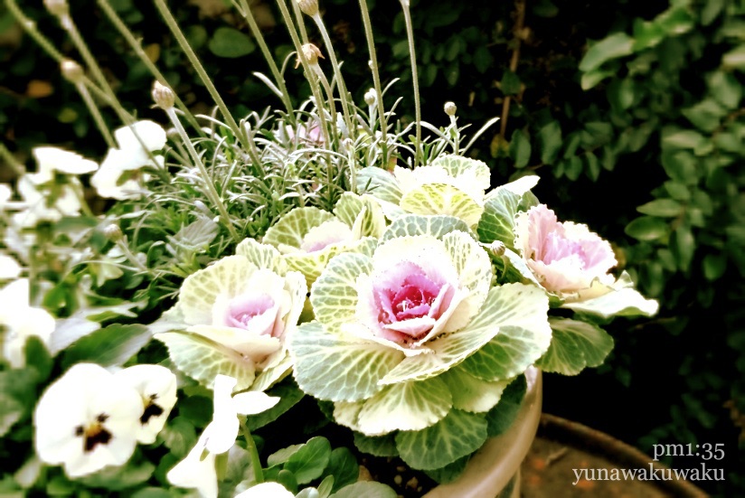 f:id:yunawakuwaku:20200116234859j:plain f:id:yunawakuwaku:20200116234859j:plain