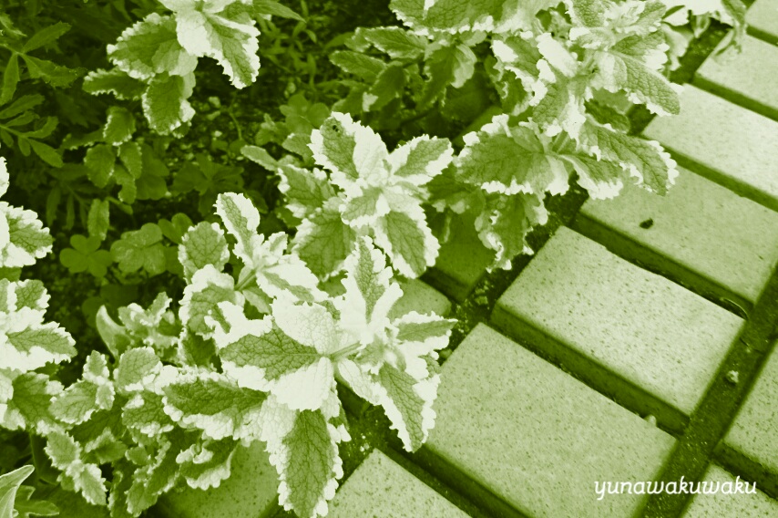 f:id:yunawakuwaku:20200708235243j:plain