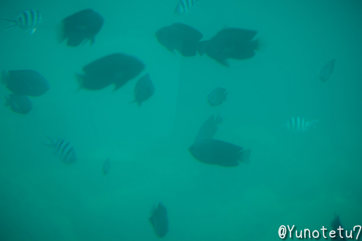 水中の様子