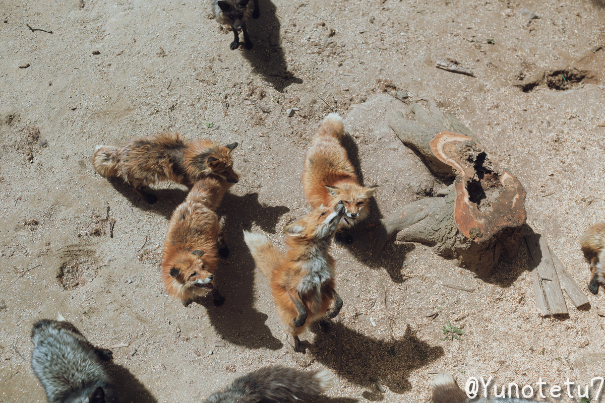 餌のキャッチに失敗するキツネ