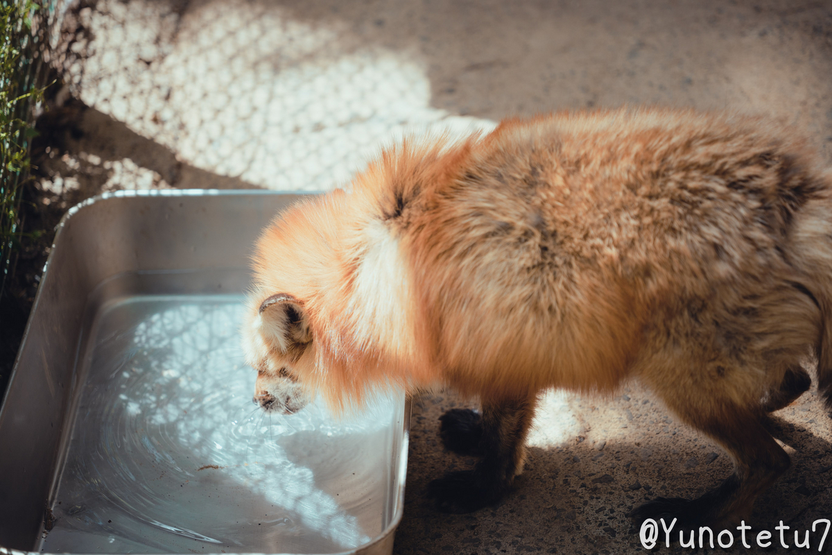 お水を飲むキツネ