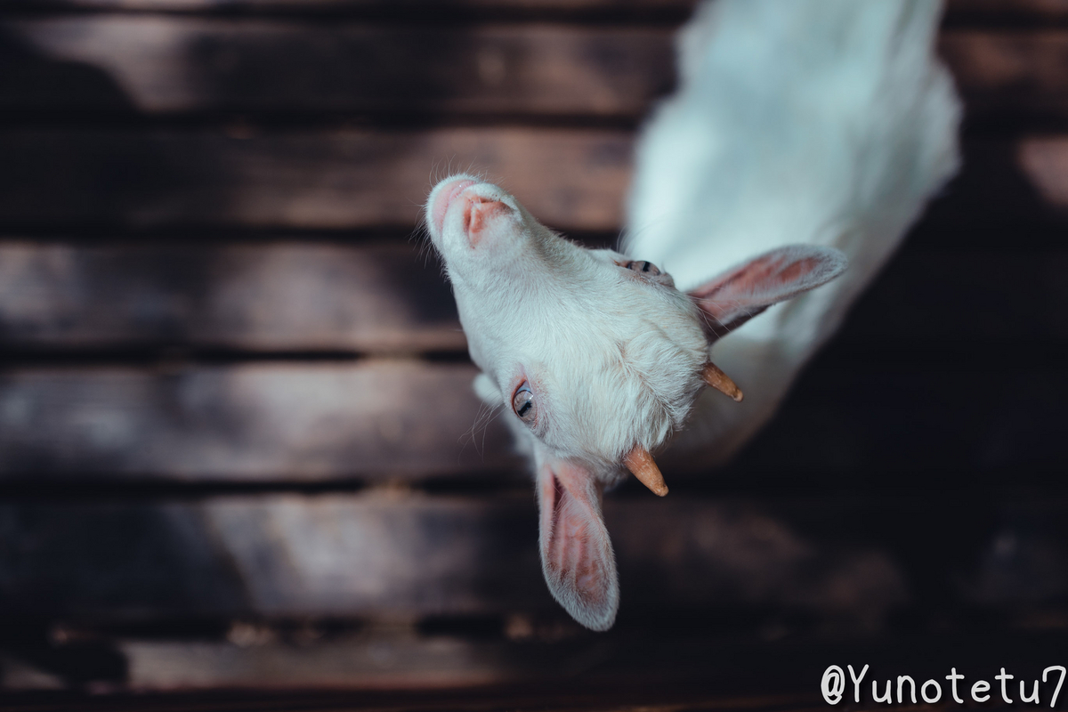 こちらを見てくるヤギ