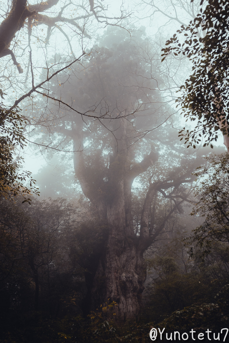 縄文杉遠景