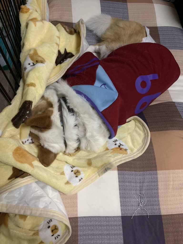 f:id:yunta4:20181218142435j:plain