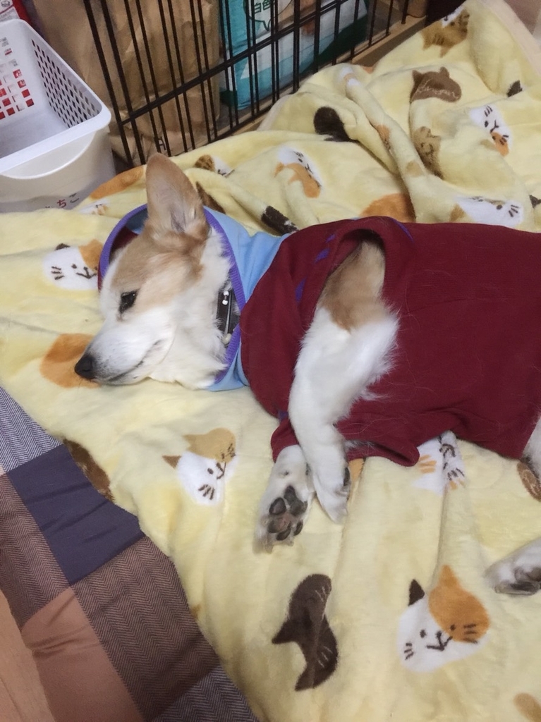 f:id:yunta4:20181218142829j:plain