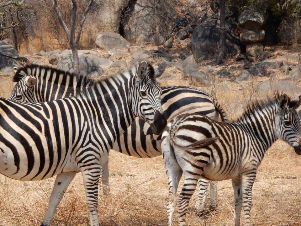 f:id:yunvna9:20170330145026j:plain