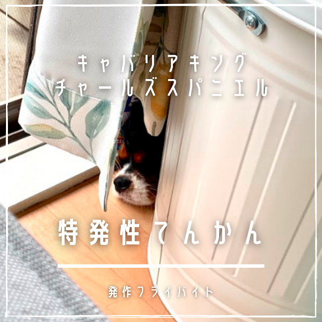 犬／特発性てんかん／発作フライバイトの投薬記録 - ＼ yukidresser 