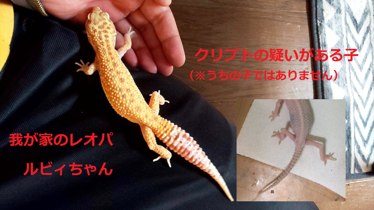 f:id:yupahesu:20190407101535p:plain f:id:yupahesu:20190407101535p:plain