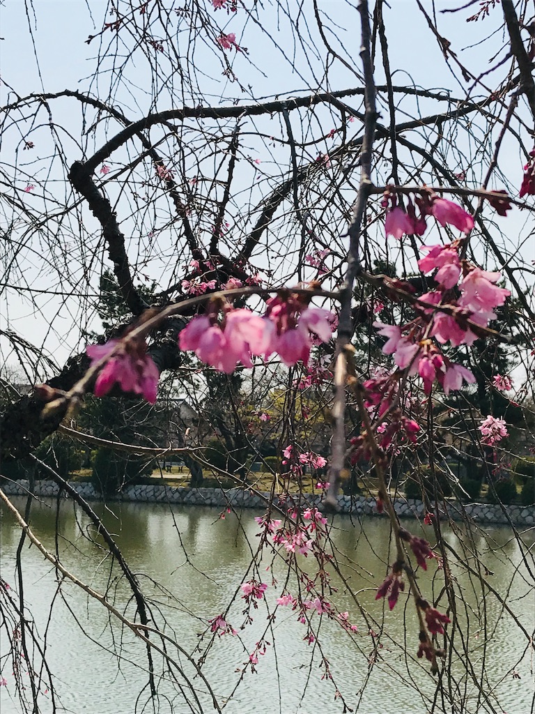 f:id:yupisu:20190328212053j:image