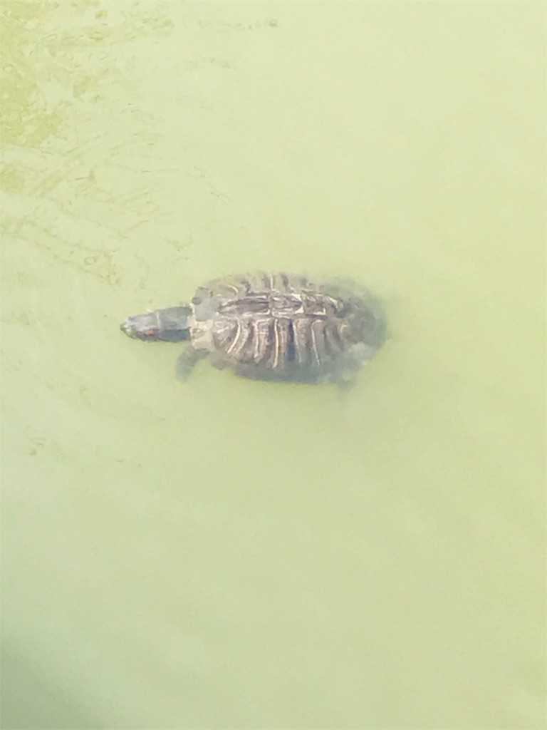 f:id:yupisu:20190328212105j:image