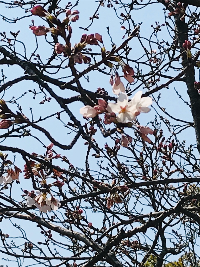 f:id:yupisu:20190328212109j:image