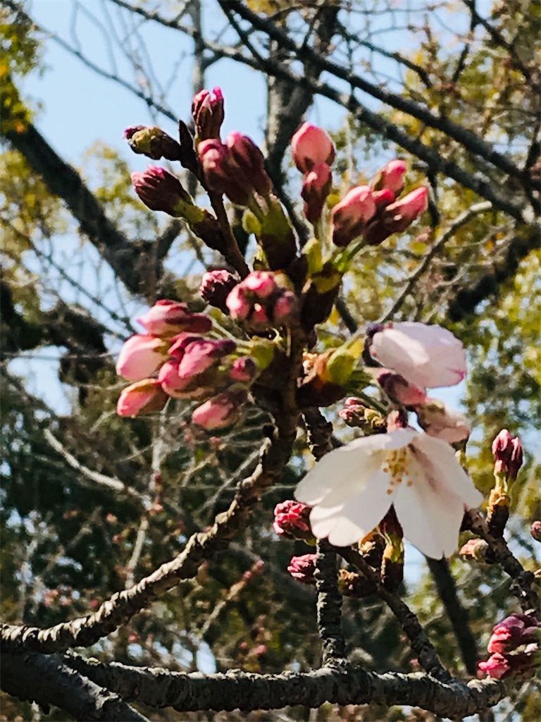 f:id:yupisu:20190329065037j:image