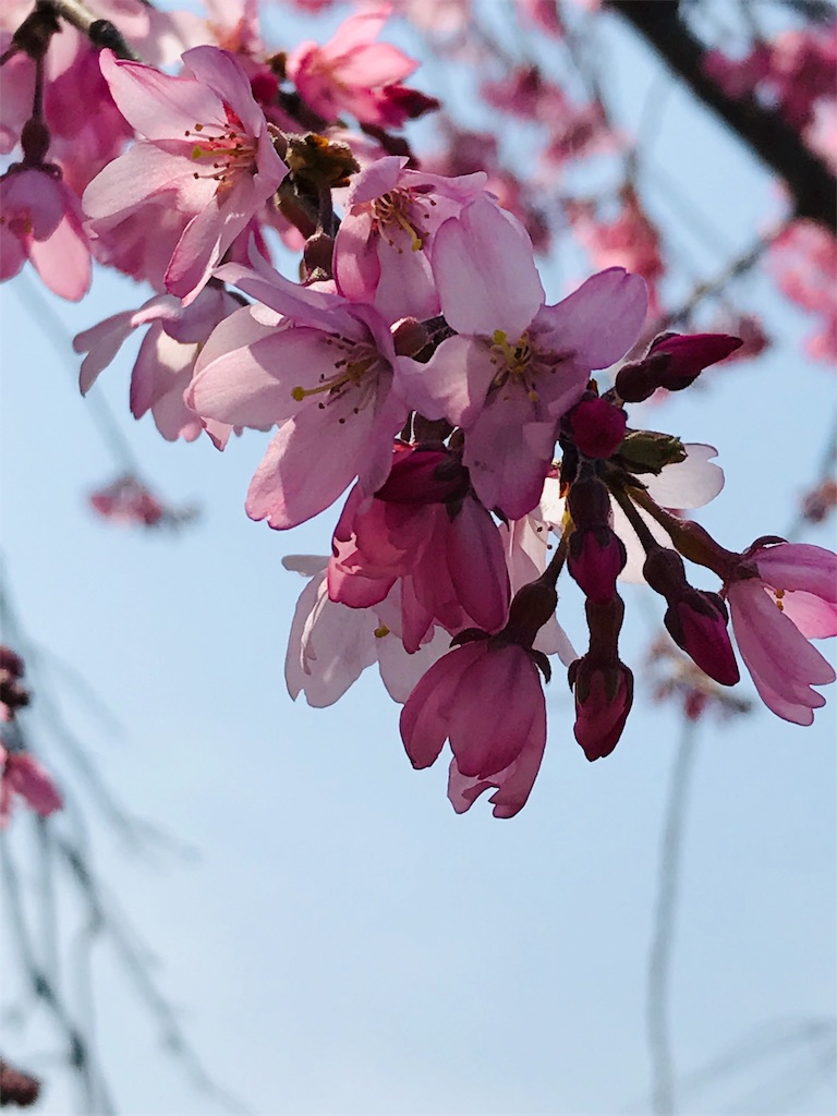 f:id:yupisu:20190329065041j:image