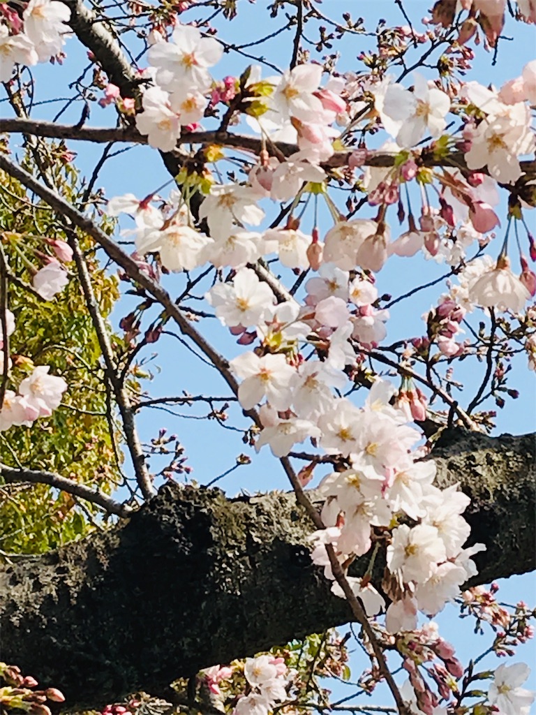 f:id:yupisu:20190329065045j:image