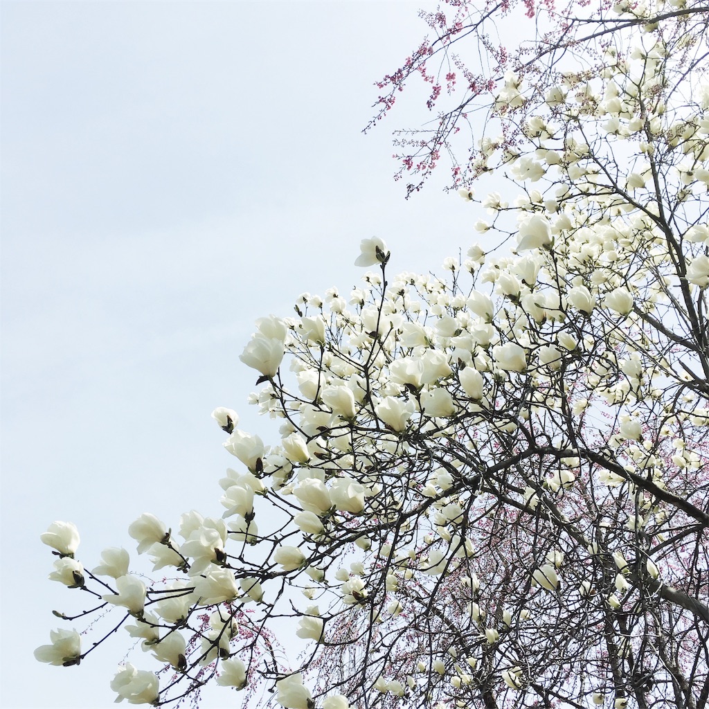 f:id:yuppi1333:20190420195211j:image