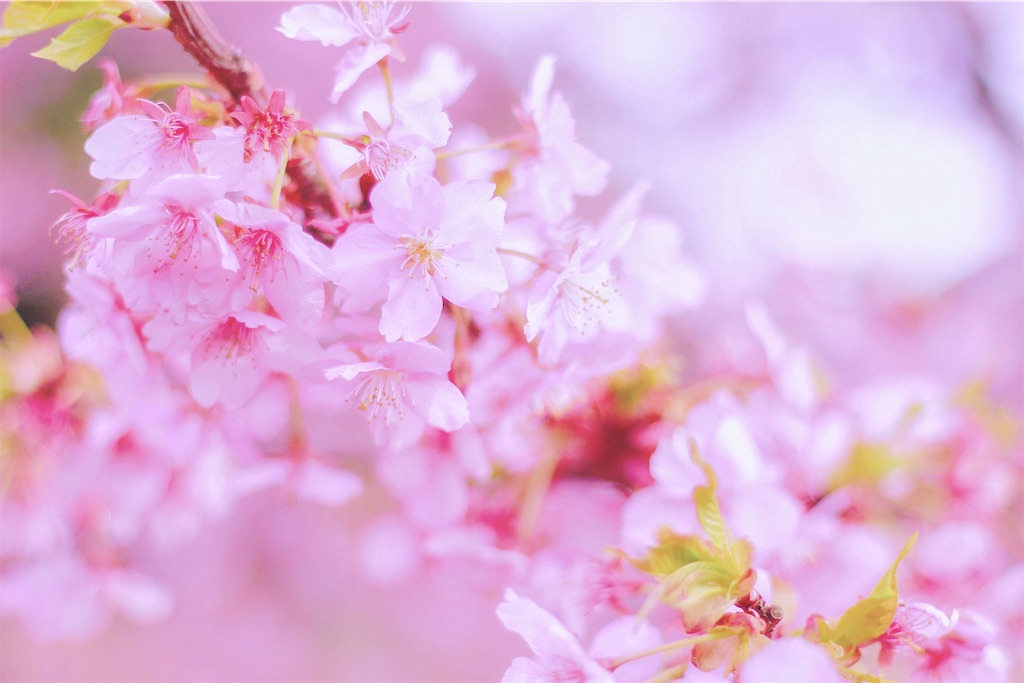 f:id:yura-k:20190309114551j:image f:id:yura-k:20190309114551j:image