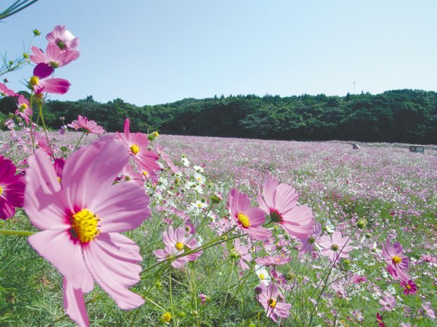 f:id:yurahime5:20200330142006p:plain f:id:yurahime5:20200330142006p:plain