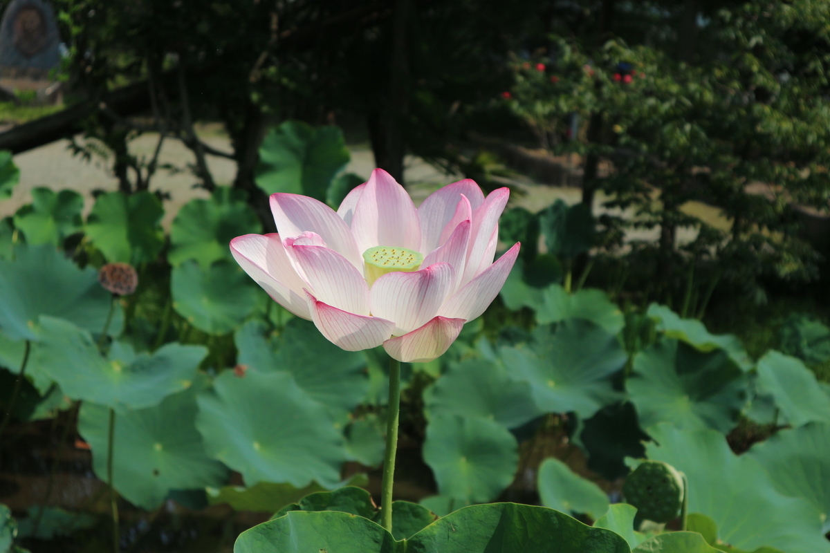 f:id:yurahime5:20200823174628j:plain f:id:yurahime5:20200823174628j:plain