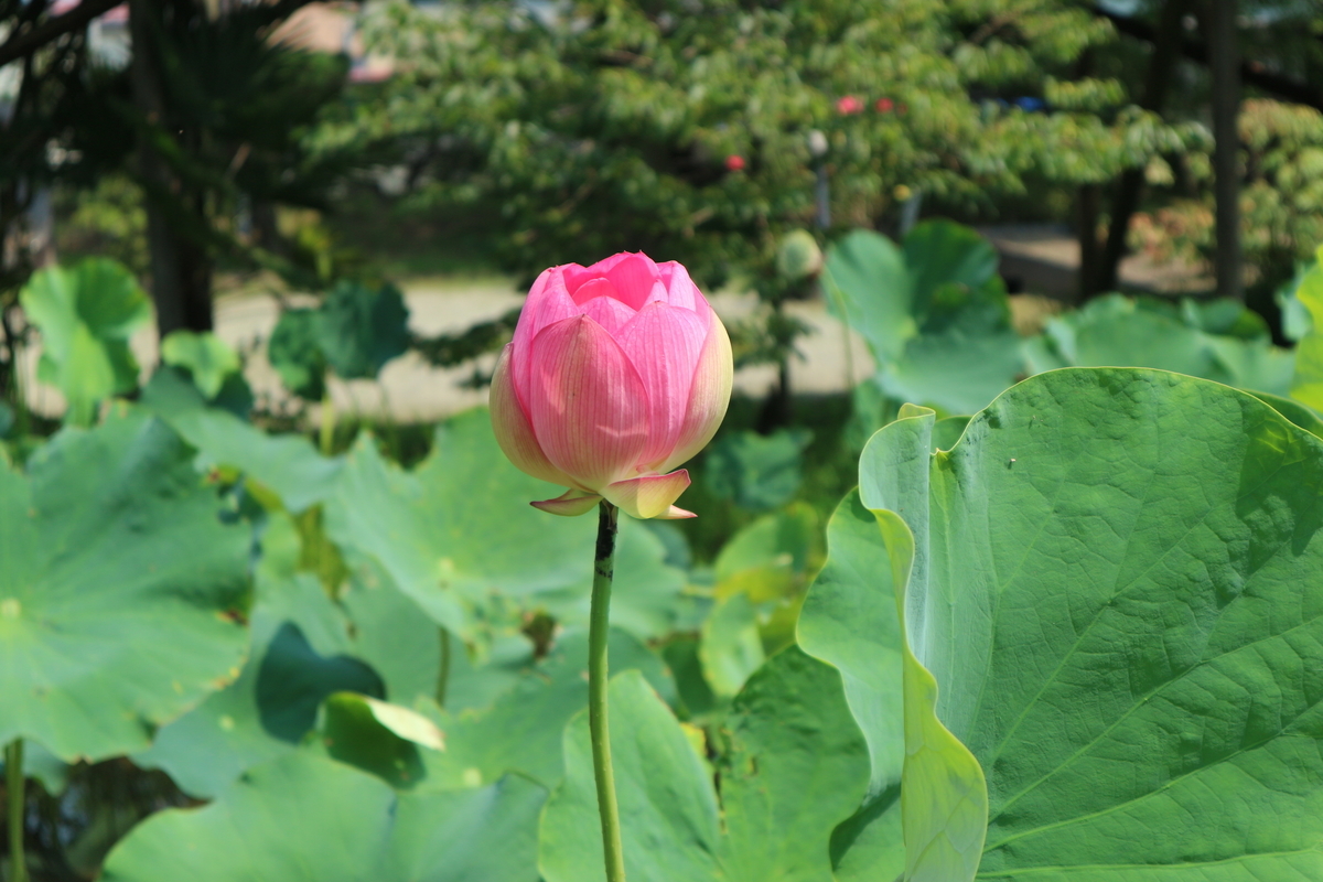 f:id:yurahime5:20200823174704j:plain f:id:yurahime5:20200823174704j:plain