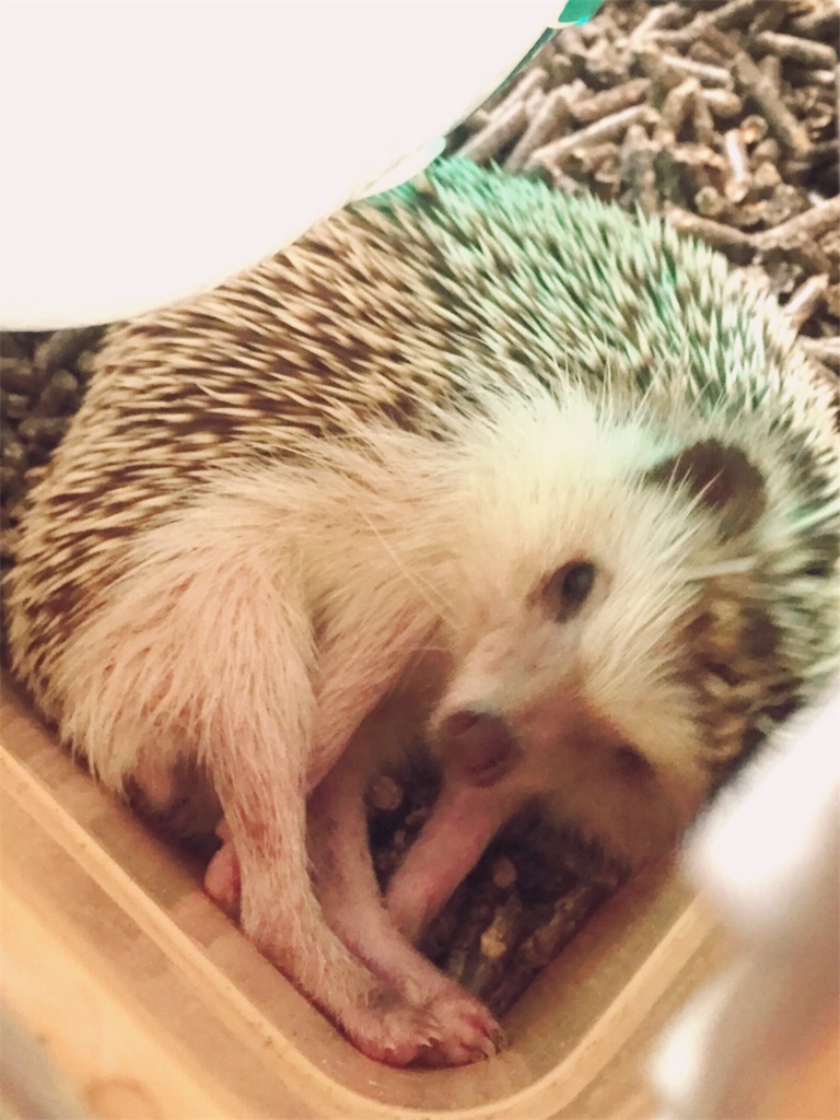f:id:yuramaki:20190703073944j:image f:id:yuramaki:20190703073944j:image