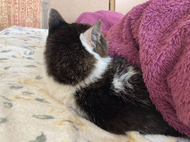 f:id:yuraneco:20220412232100j:plain