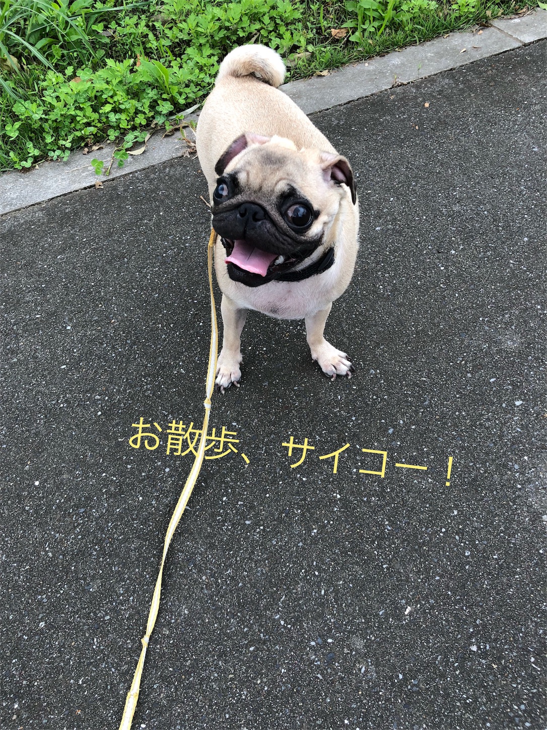 f:id:yuri4-1:20181008210728j:image f:id:yuri4-1:20181008210728j:image