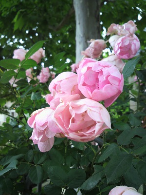 f:id:yurianmintz:20100619131500j:image