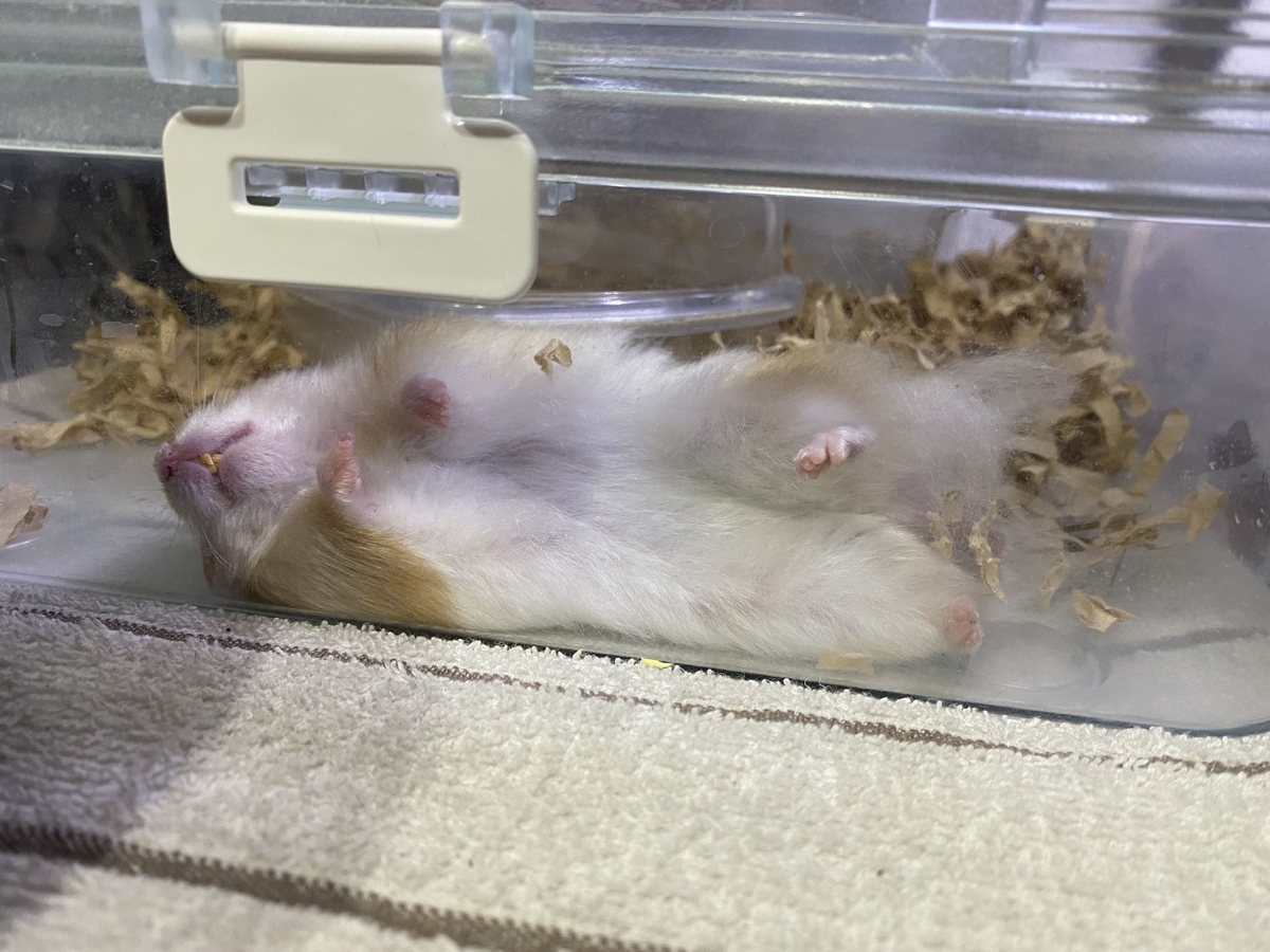 ハムスターの飼育方法を飼養管理士が徹底解説♡実際の飼育環境、お世話の仕方、エサ、注意点は？ - 20210621132107