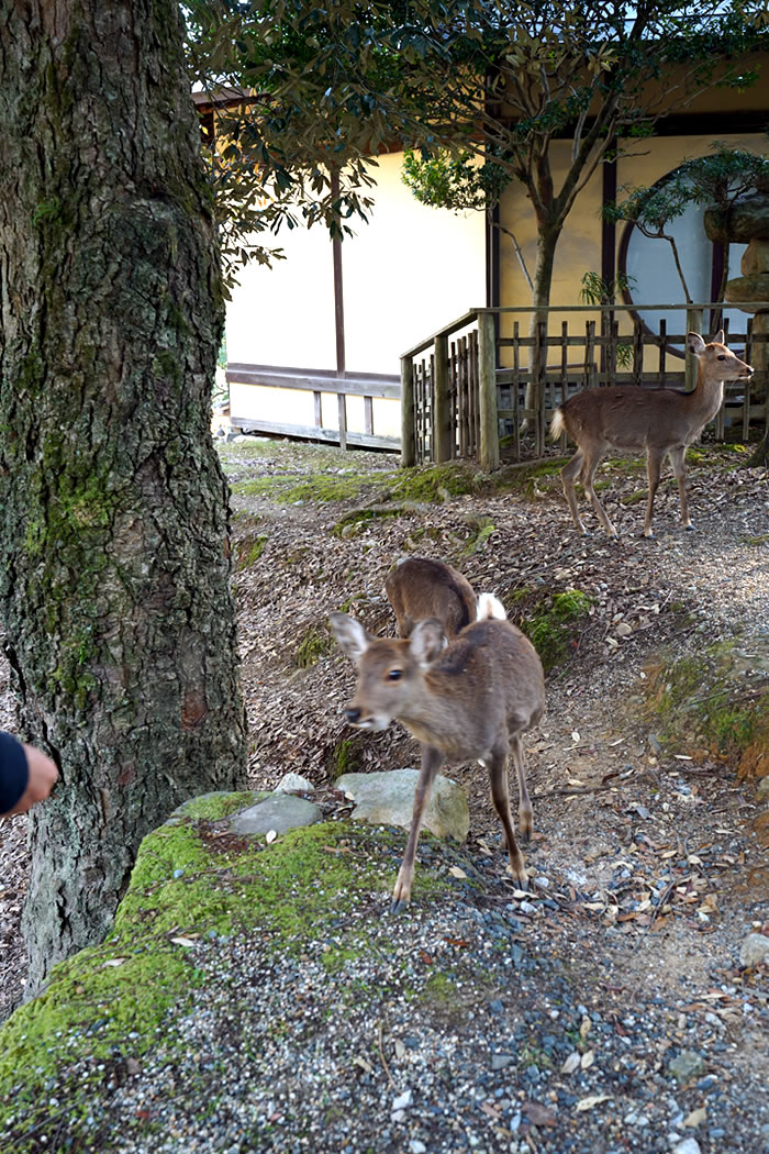 f:id:yuriika7:20210202182745j:plain