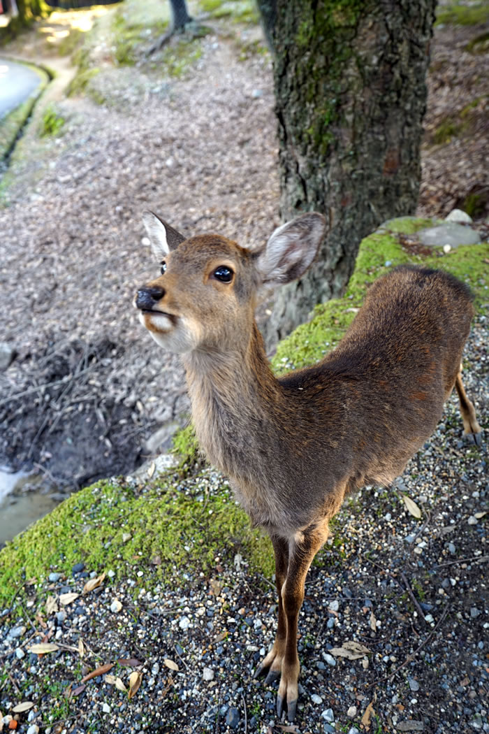 f:id:yuriika7:20210202182800j:plain